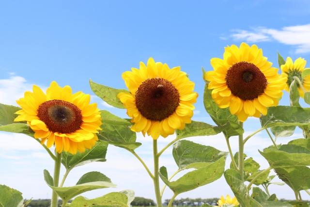 ユニクロの感動パンツ ウールライクが夏におすすめの理由