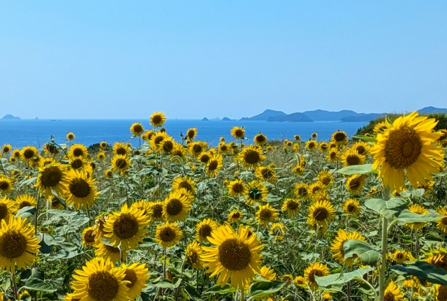 レーヨンと綿はどちらが涼しい？夏の涼感素材を徹底比較