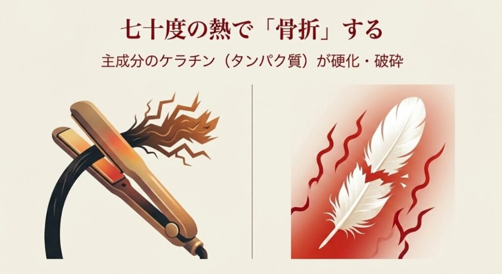 羽毛のケラチンが熱変性する科学的なメカニズム